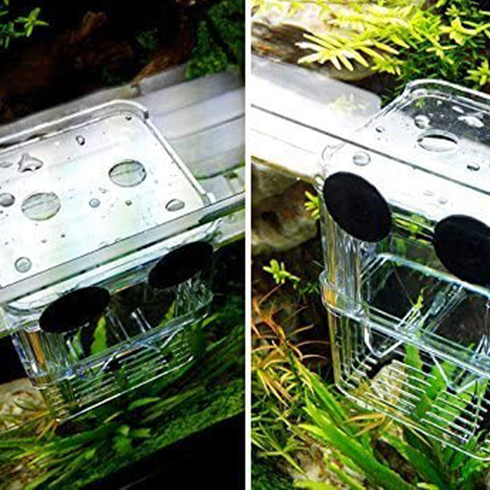 Aquarium poisson Boîte à repasser Boîte d'élevage Aquarium avec